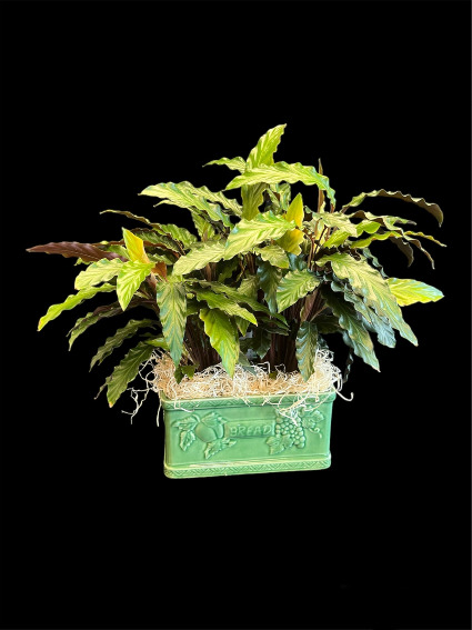 Calathea Plant