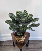 Calathea Plant 