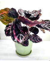 Forever Green (Pet Friendly) in Ceramic Pot