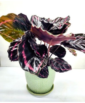 Forever Green (Pet Friendly) in Ceramic Pot 