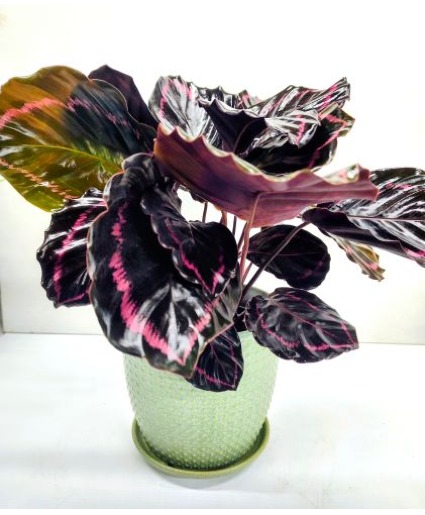 Forever Green (Pet Friendly) in Ceramic Pot 