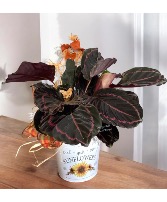 Calathea Plant Plant