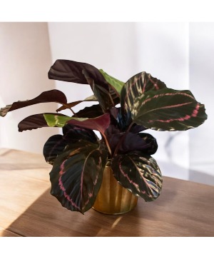 Calathea Plant Plant