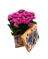 Calendiva Gift Box Blooming Houseplant 