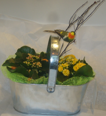 CALENDIVA PLANTER Indoor Blooming Plant