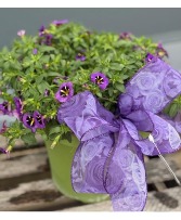Calibrachoa Midnight Kiss Potted Plant