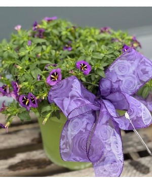 Calibrachoa Midnight Kiss Potted Plant