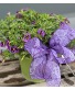Calibrachoa Midnight Kiss Potted Plant