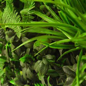 CALL US! to see what other plants we have today