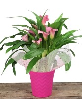 CALLA IN PINK DECO POT Plant