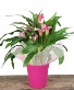 CALLA IN PINK DECO POT Plant