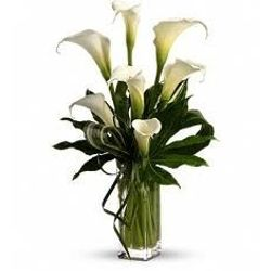 CALLA LILIES SPECTACLE