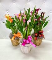 Calla Lilly Plant 