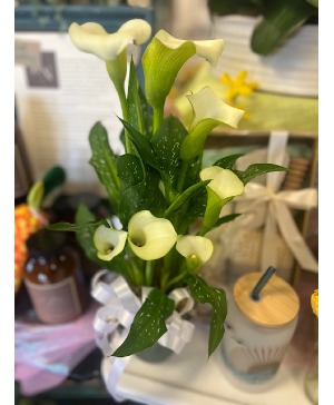 Calla Lilly Plant 