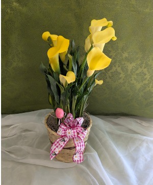 Calla Lily 