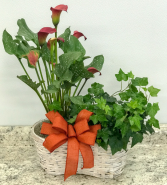 Calla Lily and Ivy  Double Plant Basket
