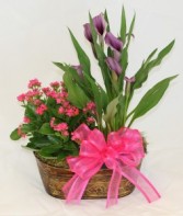 Calla Lily and Kalanchoe Double Planter