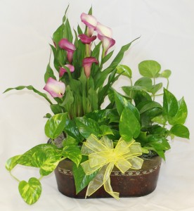 Calla Lily and Philodendron Double Planter