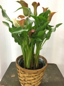 Calla Lily blooming plant