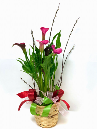 Calla Lily Blooming Plant