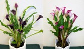 Calla Lily Blooming Plant