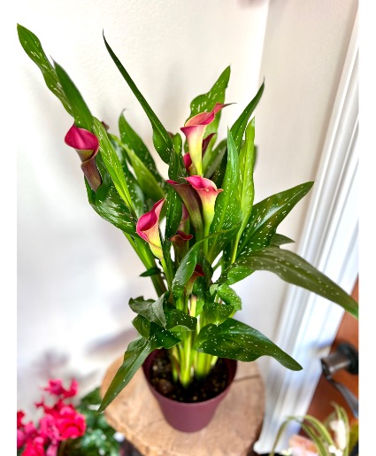 Calla Lily Blooming Plant