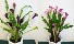 Calla Lily Blooming Plant