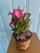 CALLA LILY BLOOMING PLANT