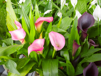 Calla Lily Blooming plants