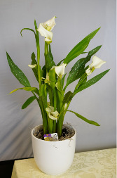 Calla Lily flowering plant