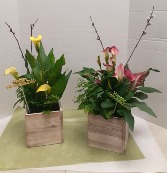 Calla Lily Garden 
