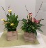 Calla Lily Garden 