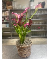 Calla Lily Houseplant  Plant