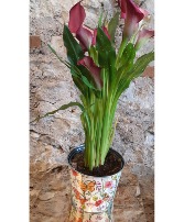 Calla Lily in Butterfly Pot 