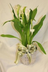 Calla Lily Plant 