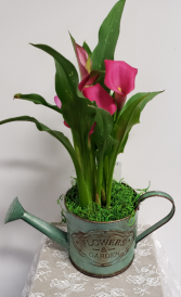 Calla Lily plant Pink 