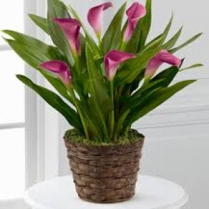 Calla Lily Plant