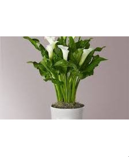 Calla Lily Plant