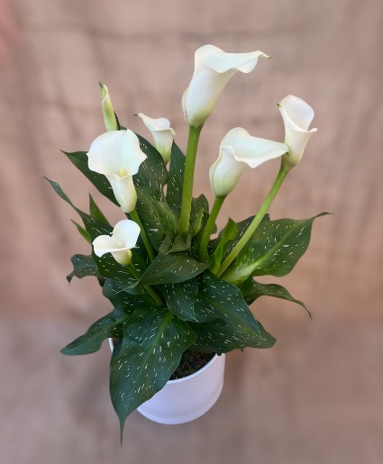 Calla Lily Plant 