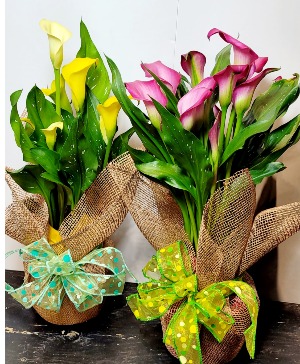 Calla Lily Plant  