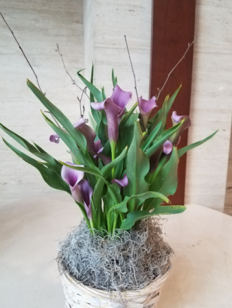 Calla Lily Plant Basket 