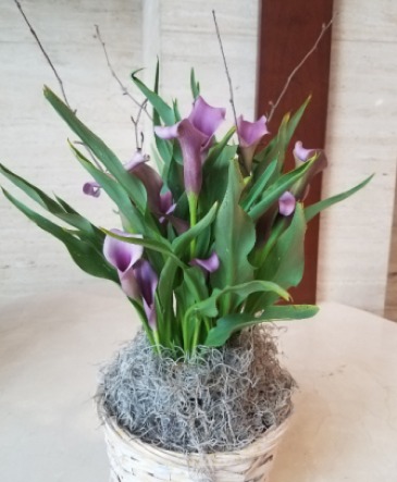 Calla Lily Plant Basket  in Charlotte, NC | Flowers Plus