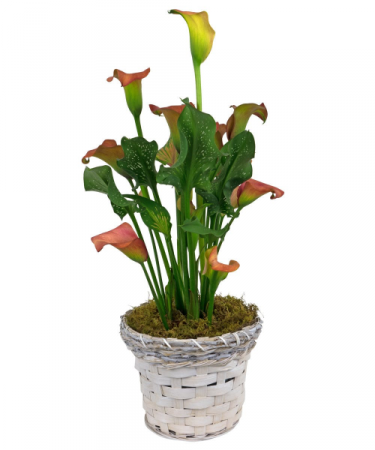 Calla Lily Plant Blooming Plant