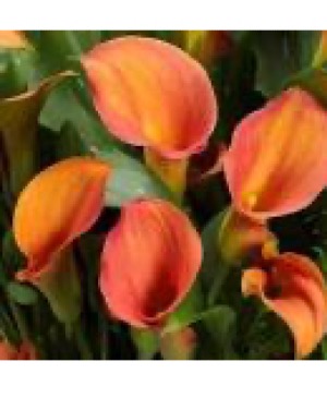 Calla Lily  Blooming Plant
