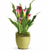 Calla Lily Plant  Ceramic pot Available in White!