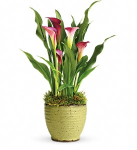 Calla Lily Plant  Ceramic pot Available in White!
