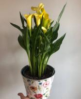 Calla Lily Plant  (Colour Varies)