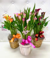 Calla Lily Plant for Mom (COLOR MAY VARY) 
