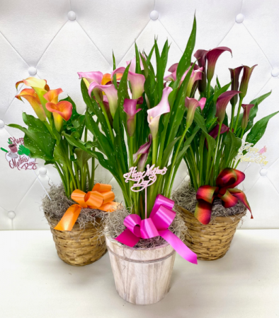 Calla Lily Plant for Mom (COLOR MAY VARY)