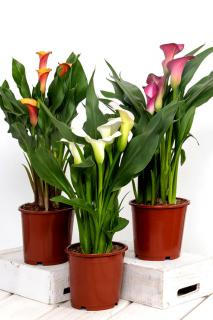 Calla Lily Potted Plant